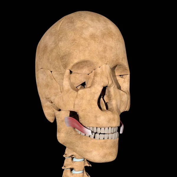 Αυτή Είναι Μια Τρισδιάστατη Απεικόνιση Των Ριζικών Μυών Στο Σκελετό — Φωτογραφία Αρχείου