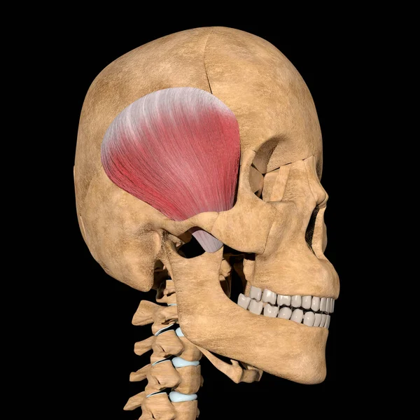 Dies Ist Eine Illustration Der Kieferhöhlenmuskulatur Skelett — Stockfoto