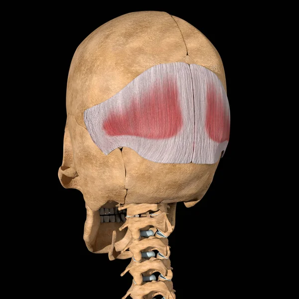 Esta Una Ilustración Del Músculo Occipital Esqueleto — Foto de Stock
