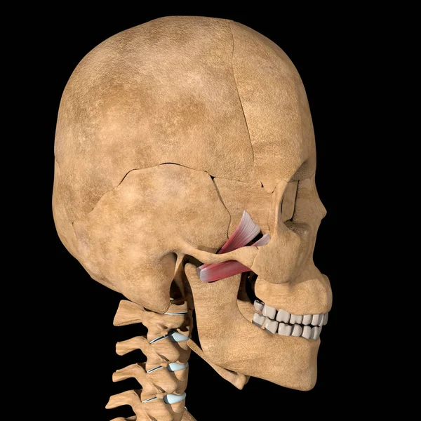 Detta Illustration Laterala Pterygoida Musklerna Skelett — Stockfoto