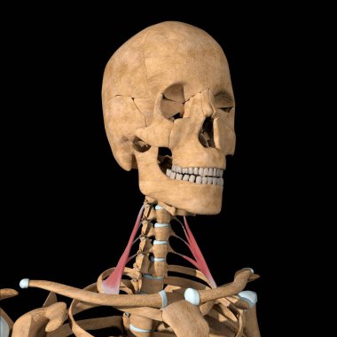 This 3d illustration shows the scalene anterior muscles on skeleton clipart