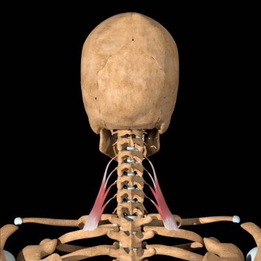 This 3d illustration shows the scalene posterior muscles on skeleton clipart