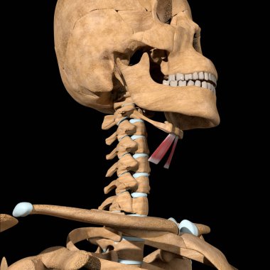 Bu 3D çizim iskeletteki tirohyoid kaslarını gösteriyor.