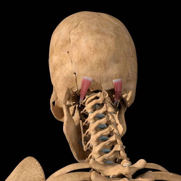 Esta Ilustración Muestra Los Músculos Superiores Capitis Oblicua Esqueleto — Foto de Stock