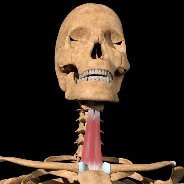 Αυτή Τρισδιάστατη Απεικόνιση Δείχνει Τους Στερνουοειδείς Μυς Στο Σκελετό — Φωτογραφία Αρχείου