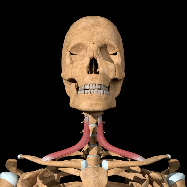 Denna Illustration Visar Omohyoid Musklerna Skelett — Stockfoto