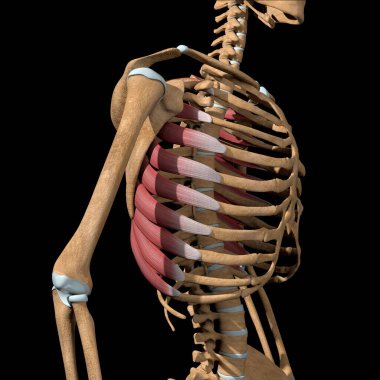 Bu 3D çizim iskeletteki serratus ön kaslarını gösteriyor.
