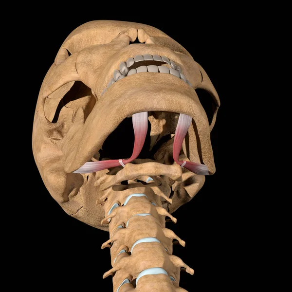 Cette Illustration Montre Les Muscles Digastriques Sur Squelette — Photo