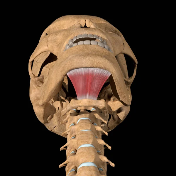 Cette Illustration Montre Les Muscles Mylohyoïdes Sur Squelette — Photo