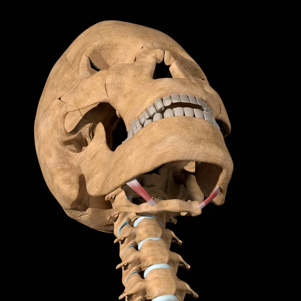Deze Illustratie Toont Stylohyoid Spieren Skelet — Stockfoto