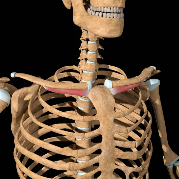 Deze Illustratie Toont Subclavius Spieren Het Skelet — Stockfoto