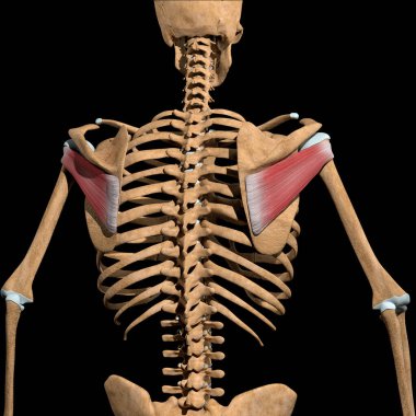 Bu 3D çizim iskeletteki infraspinatus kaslarını gösteriyor