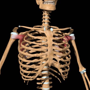 Bu 3D çizim iskeletteki subscapularis kaslarını gösteriyor.