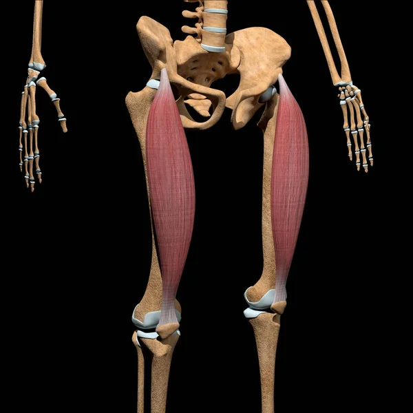 Esta Ilustración Muestra Los Músculos Del Recto Femoral Esqueleto —  Fotos de Stock