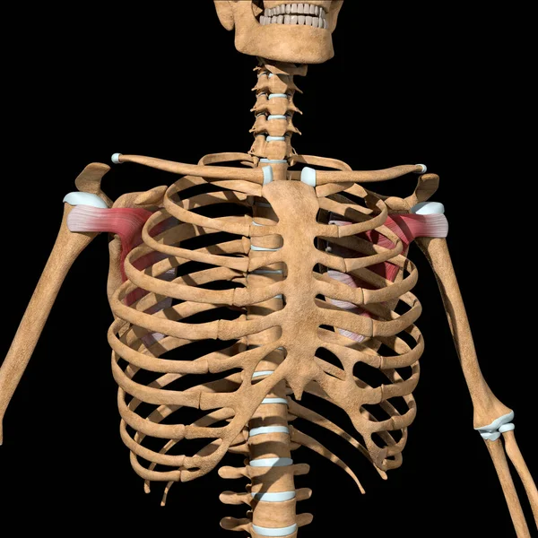 この3Dイラストは骨格筋の皮下筋を示しています — ストック写真