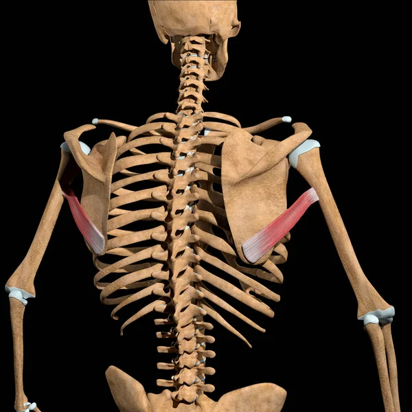 这个3D图显示了骨骼上的主要肌肉 — 图库照片