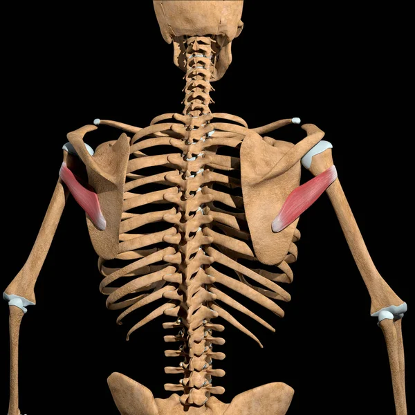 Bu 3D çizim iskeletteki küçük kasları gösteriyor.
