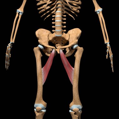 Bu 3D çizim, iskeletteki addüktör longus kaslarını gösteriyor.