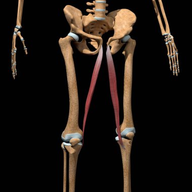 Bu 3D çizim iskeletteki gracilis kaslarını gösteriyor.