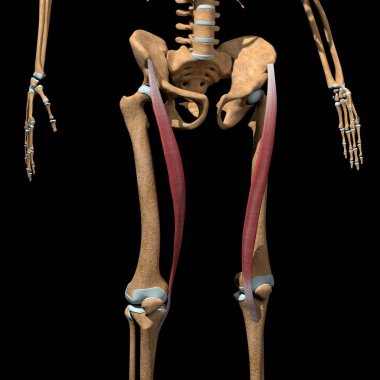 Bu 3D çizim iskeletteki sartorius kaslarını gösteriyor.