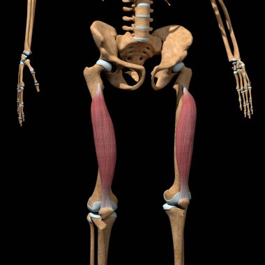 Bu 3D çizim iskeletteki vastus ara kaslarını gösteriyor.