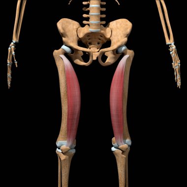 Bu 3D çizim iskeletteki vastus medialis kaslarını gösteriyor.