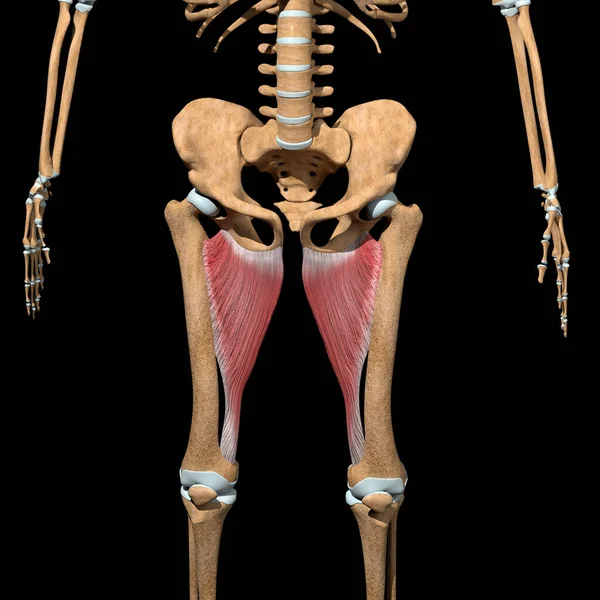 Αυτή Τρισδιάστατη Απεικόνιση Δείχνει Τους Προσαγωγείς Μυς Magnus Στο Σκελετό — Φωτογραφία Αρχείου