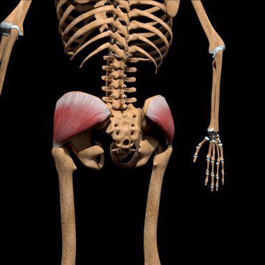 Bu 3D çizim iskeletteki gluteus medius kaslarını gösteriyor.