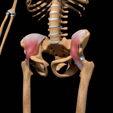 Bu 3D çizim iskeletteki iliacus kaslarını gösteriyor.