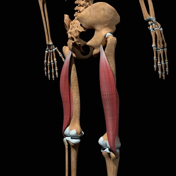 Denna Illustration Visar Biceps Femoris Muskler Skelett — Stockfoto