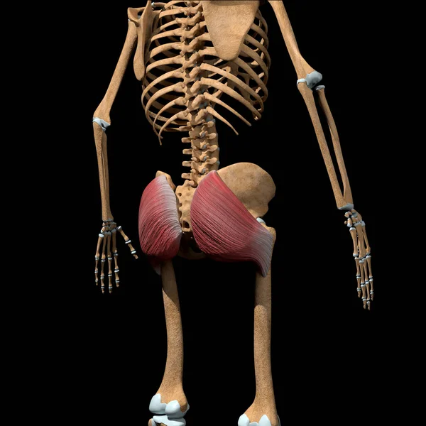 Illustration Shows Gluteus Maximus Muscles Skeleton — Stock Photo, Image