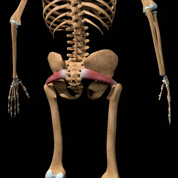 Cette Illustration Montre Les Muscles Piriformis Sur Squelette — Photo
