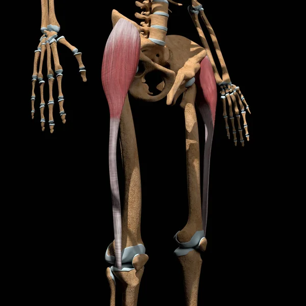 Esta Ilustração Mostra Músculos Tensores Fáscia Latae Esqueleto — Fotografia de Stock