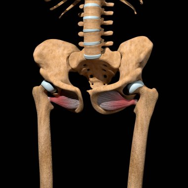 Bu 3D çizim iskeletteki obturator dış kaslarını gösteriyor.