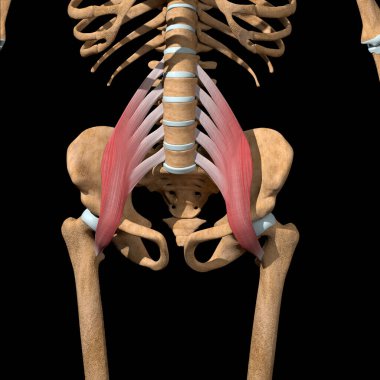 Bu 3D çizim iskeletteki psoas ana kaslarını gösteriyor.