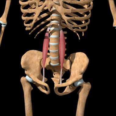 Bu 3D çizim iskeletteki psoas minör kaslarını gösteriyor