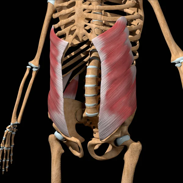 Ilustracja Pokazuje Mięśnie Skośne Brzucha Zewnętrznego Szkielecie — Zdjęcie stockowe