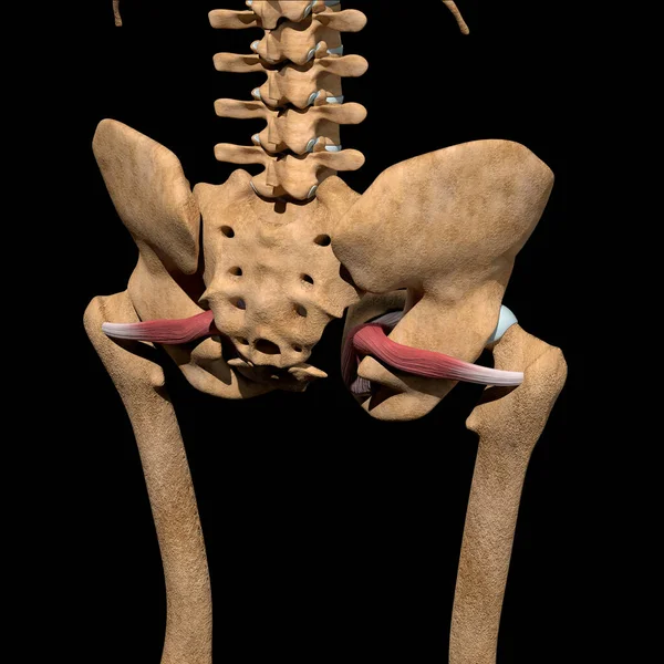 Cette Illustration Montre Les Muscles Internes Obturateur Sur Squelette — Photo