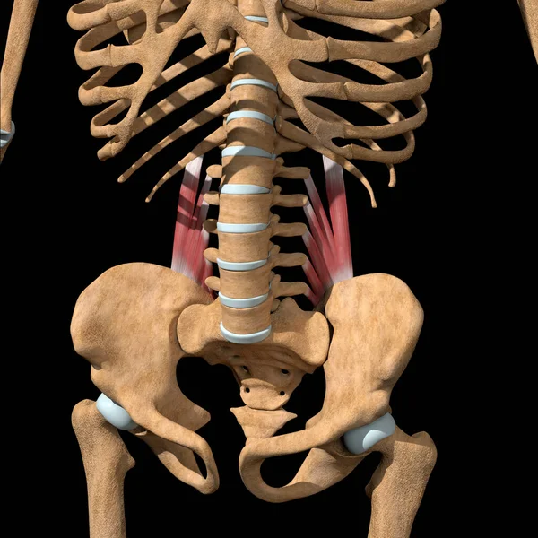 Denna Illustration Visar Quadratus Lumborum Muskler Skelett — Stockfoto