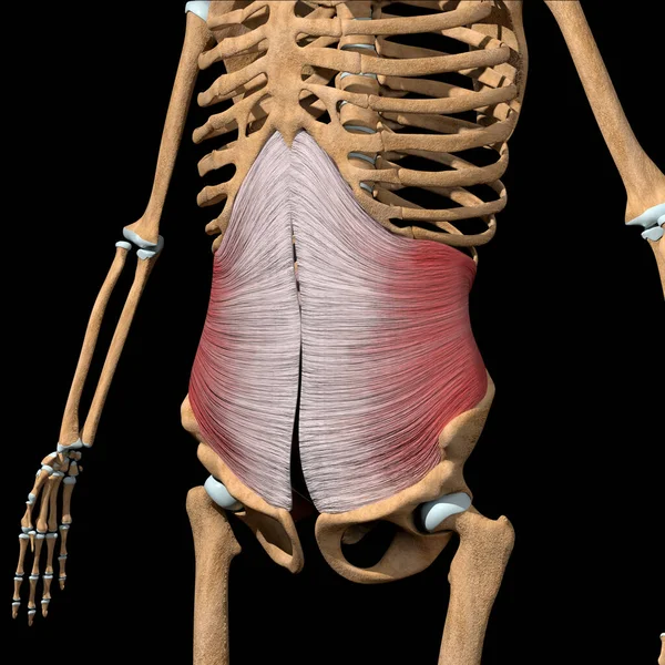 这图3D显示的是骨骼上的横向腹部肌肉 — 图库照片