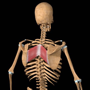 This 3d illustration shows the rhomboid major muscles on skeleton clipart