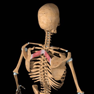 Bu 3D çizim iskeletteki eşkenar dörtgen küçük kasları gösteriyor