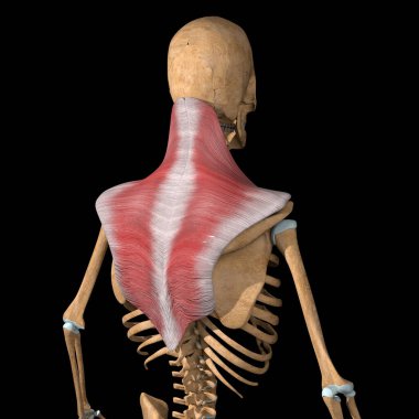 This 3d illustration shows the trapezius muscles on skeleton clipart
