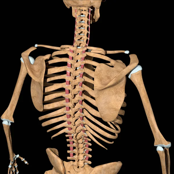 Esta Ilustración Muestra Los Músculos Intertransversarios Esqueleto — Foto de Stock