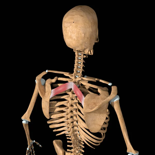 Esta Ilustração Mostra Músculos Romboides Menores Esqueleto — Fotografia de Stock