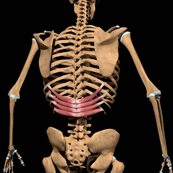 这图3D显示的是骨骼上的锯齿状后部肌肉 — 图库照片