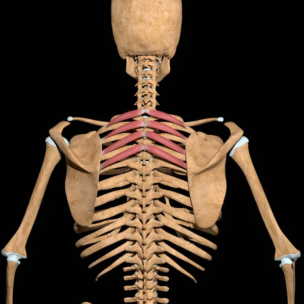 この3Dイラストは骨格上の後頭部の筋肉が優れていることを示しています — ストック写真