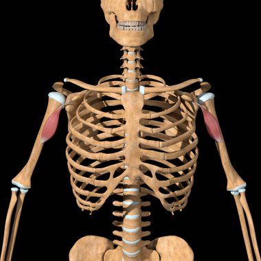 Bu 3D çizim iskeletteki coracobrachialis kaslarını gösteriyor.