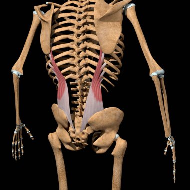 Bu 3D çizim iskeletteki iliostalis Lumborum kaslarını gösteriyor.