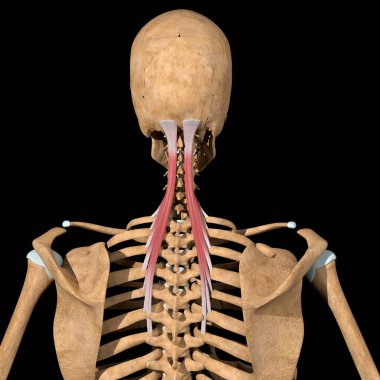 Bu 3D çizim, iskeletteki yarı spinalis capitis kaslarını gösteriyor.